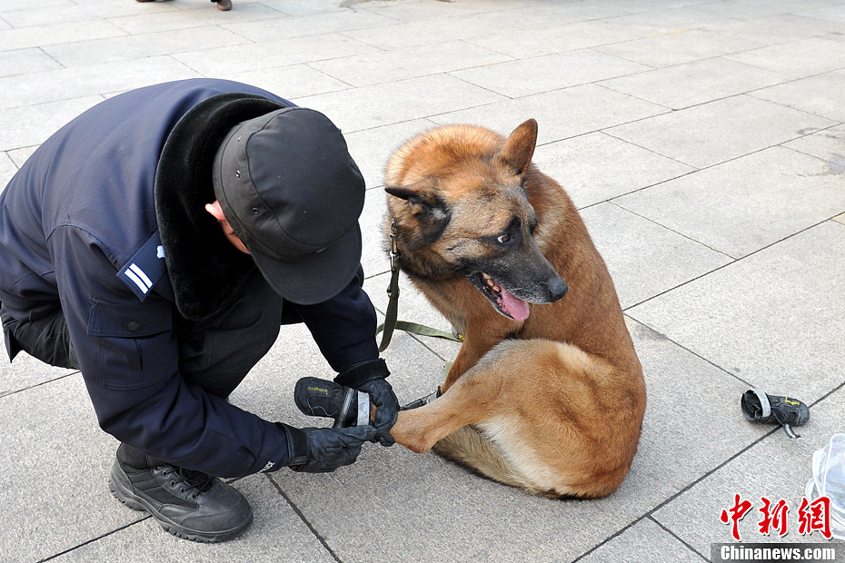 两会花絮:警察为警犬穿鞋(组图)