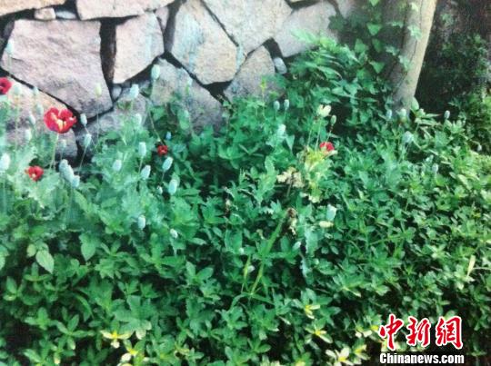 图为温州雁荡山警方在犯罪嫌疑人施某家中寻获的罂粟植株。