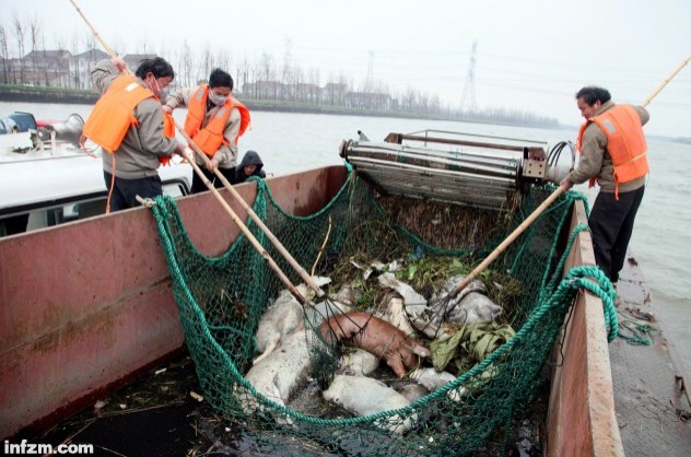 3月初，上海黄浦江上游水域发现大量死猪漂浮。截至3月14日下午，黄浦江共打捞死猪7500余头。图为3月13日，上海市金山区河道保洁服务社打捞人员在掘石港打捞死猪。 （新华社记者 庄毅/图）