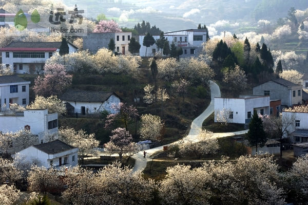 湖北郧县樱桃沟 拥一袭满满的花香入梦