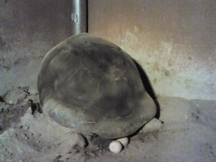 亚达伯拉象龟首次在厦产卵 该种龟寿命超三百