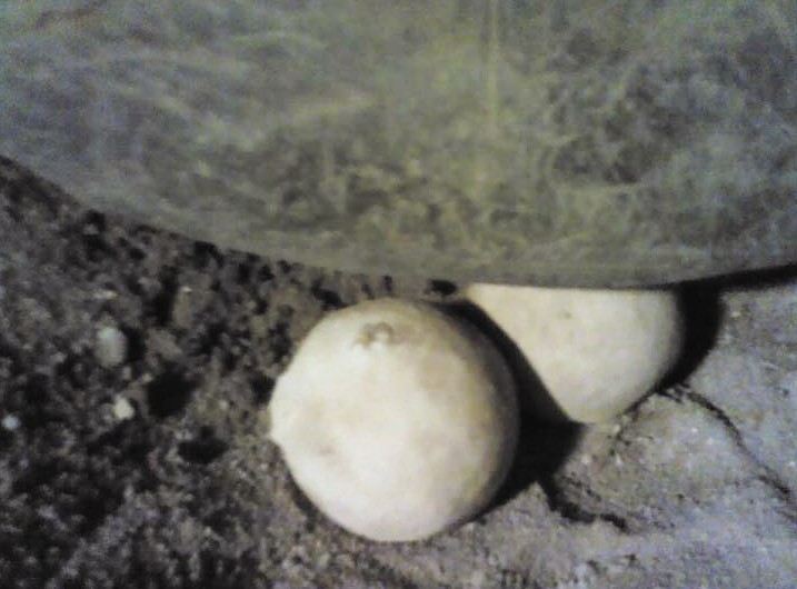 亚达伯拉象龟首次在厦产卵 该种龟寿命超三百
