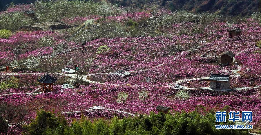 近日,地处川西藏羌走廊上的四川省汉源县双溪乡,万亩桃园桃花盛开