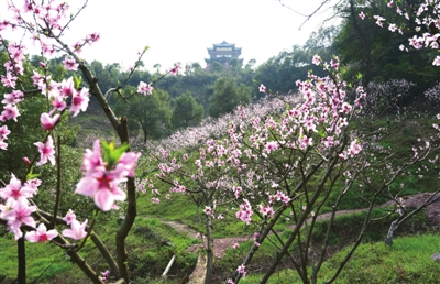 浦阳百亩桃花怒放(图)