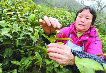 茶叶的人口_人口普查图片(3)
