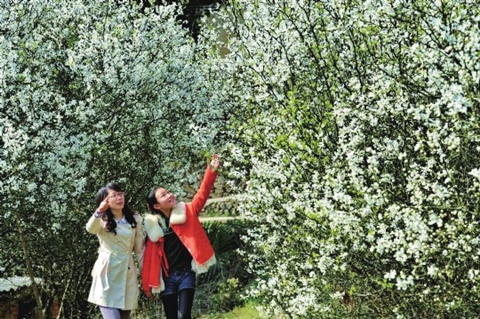 阳春三月,福建省闽清县漫山遍野的桃花,梨花竞相开放,吸引了无数游人