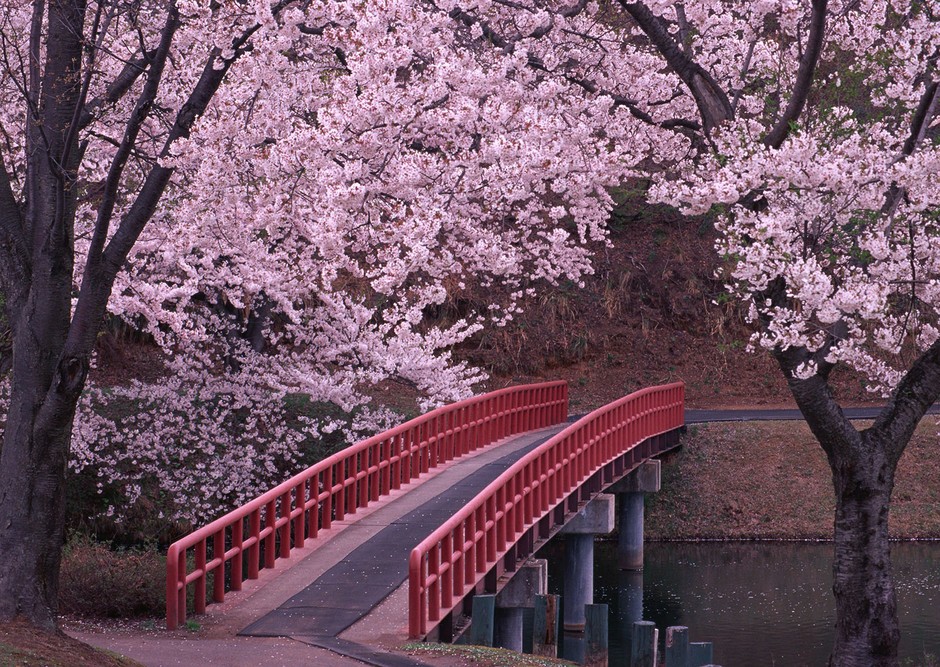又到一年樱花季 日本最美樱花(组图)-搜狐滚动