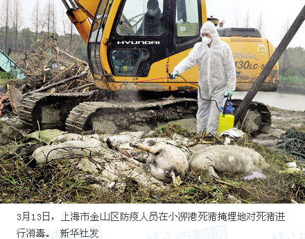 黄浦江 死猪_黄浦江一年要死多少人