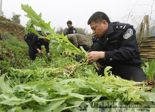 你种的是罂粟不是菜!融安一村民非法种植罂粟