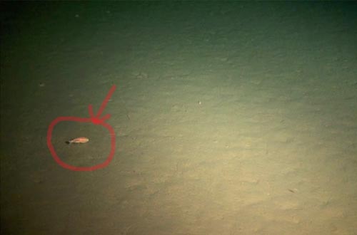 图中是马里亚纳海沟10895米海底状况，科学家最新研究发现这一深处发现微生物种群