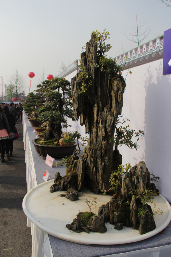 体验特色乡村游 "川派盆景艺术节"在都江堰举行(图)