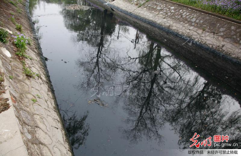 南京:臭水沟二月兰同在 巨大反差成(组图)