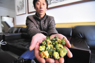 辛苦种植的草莓长成畸形,众受损农户心疼不已。