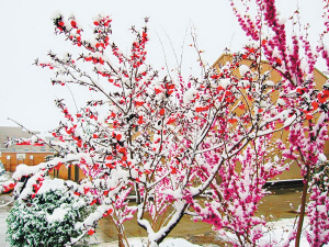 桃树上的雪