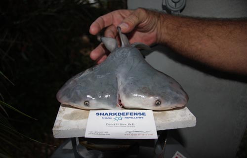 罕见双头牛鲨被证实非连体双胞胎而是双头单胎