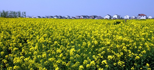 阳澄湖油菜花节