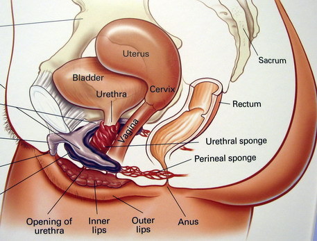 女性外阴解剖图