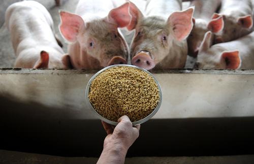 公司+农户降低生猪价格波动风险(组图)