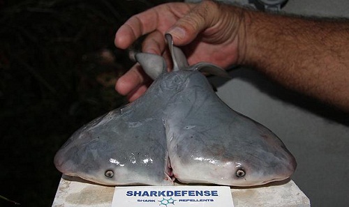 科学家在墨西哥湾发现的双头公牛鲨