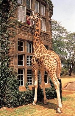 长颈鹿是一种又萌又欠扁的动物/组图