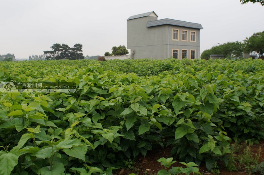 南阳新农村建设叫停_平成建设_建设轮胎_新农村建设 ...