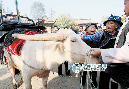 迎接土主的白牛很受欢迎,大家争相来摸白牛祈福.记者王安卓/摄