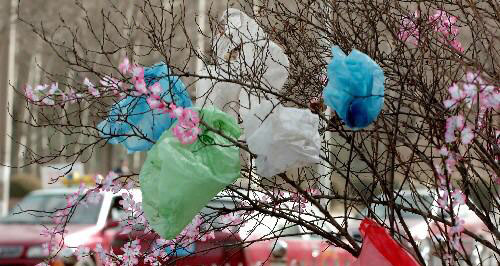 春风刮来满树塑料袋 人人环保还烟台蓝天(图)