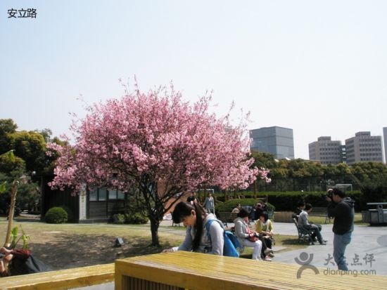 赏樱好时节到来 上海樱花完全地图