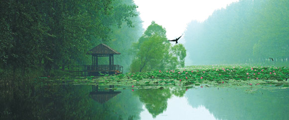 微山湖湿地红荷风景区是滕州市生态旅游的首张名片.