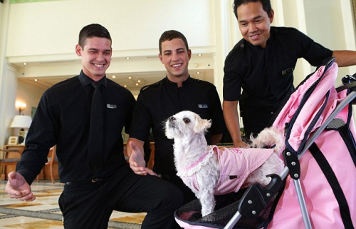 澳酒店为宠物狗提供至尊服务 多人侍奉每晚22