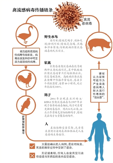 新闻资料:禽流感如何 从禽到人 ?