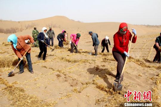 压沙障,栽梭梭:甘肃戈壁小城展开治沙"接力赛"(图)