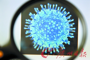显微镜下的禽流感病毒。CFP供图