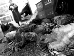 浙江又一例H7N9禽流感患者死亡