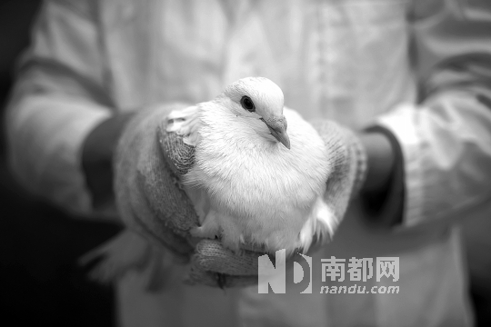 深圳光明集团大宝鸽场的鸽子在出栏前都经过