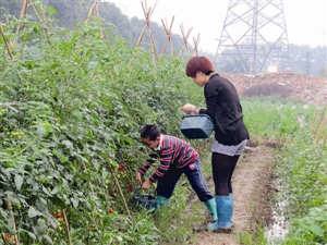 市民假期来菜地采摘珍珠番茄 王汉文摄