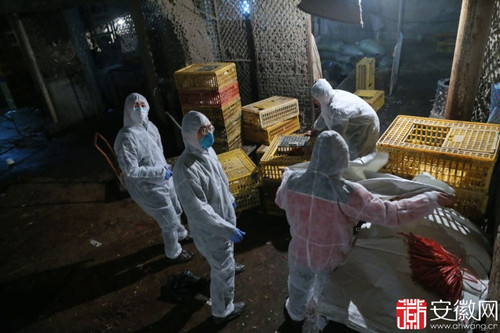 H7N9禽流感已致6人死亡 传染渠道存疑(组图)-