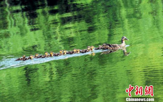 杭州西湖飞禽。 资料图 摄