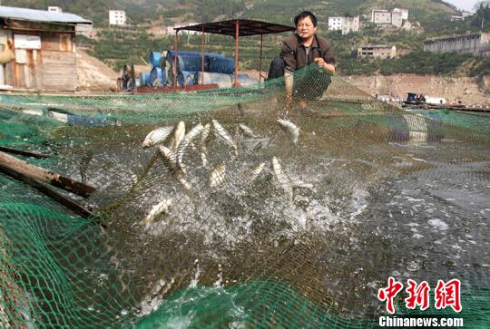 一位养殖户正在捕捞网箱里的鱼 李传平 摄