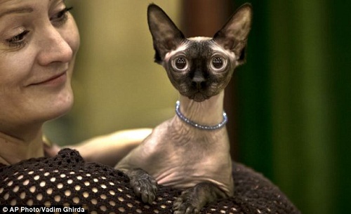 美的是内在:最丑猫现身国际猫咪选美比赛(图)