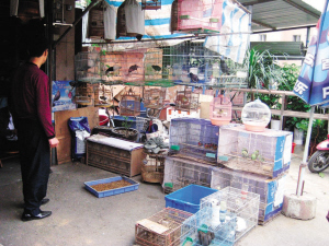 在南宁官塘花鸟市场一家卖鸟的摊位前,前来光顾的市民很少.
