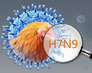 h7n9病毒可能为中韩"混血"