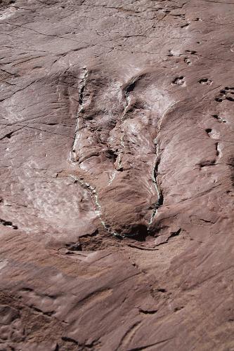 图为兽脚类恐龙游泳足迹化石。新华社发（由中国地质大学（北京）邢立达提供）