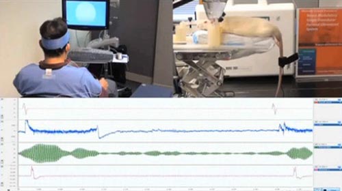 美国哈佛大学科学家实现脑电波控制老鼠运动