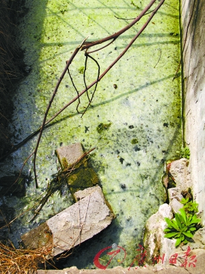 养猪场水沟里深绿色的污水。