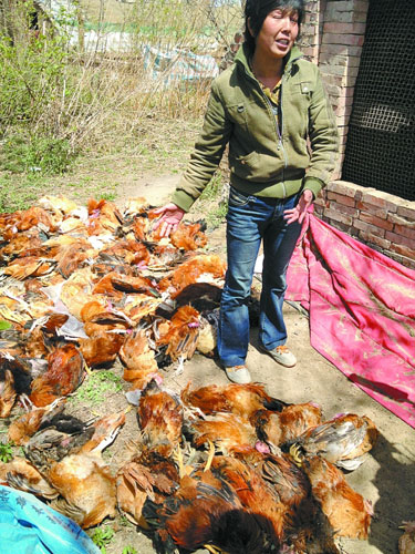 孟津养鸡场3天 千只鸡专家死因 禽流感