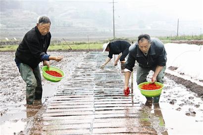 高县 水稻秧盘育秧(图)