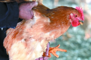 绝大部分家养禽类已被所有者食用 大部分市场上被扑杀的家禽被封存于“冷库” 南京农委称将按《动物防疫法》进行无害化处理