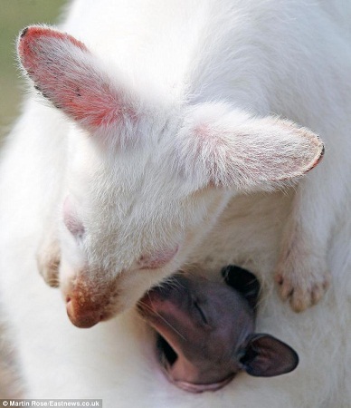 白化小袋鼠妈妈和它的宝宝
