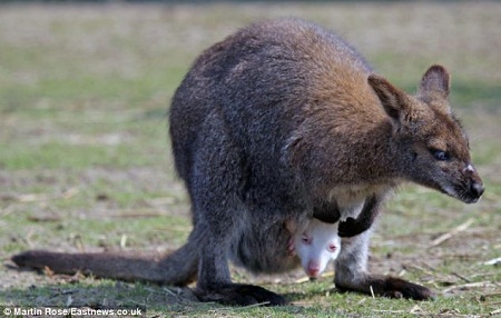 游客们经常会问饲养员：“你们确定这两只袋鼠没抱错孩子吗？”